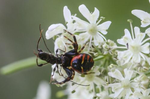 Réf. 274 963 : Molorchus minor